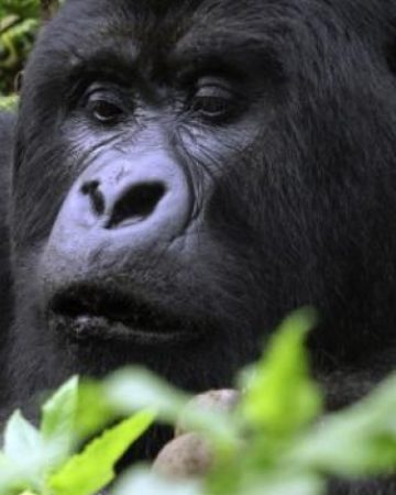 Gorilla Tracking