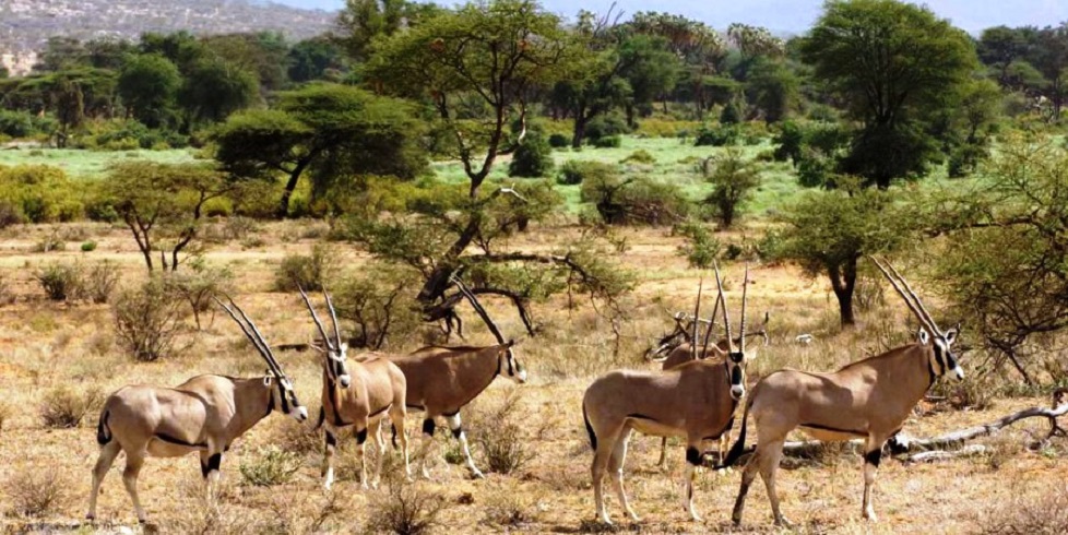 sierra-tours-and-safari-3-days-samburu-game-reserve