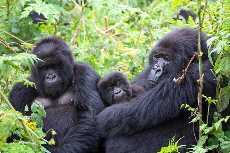sierra-tours-and-safari-biwindi-park-gorilla-tracking