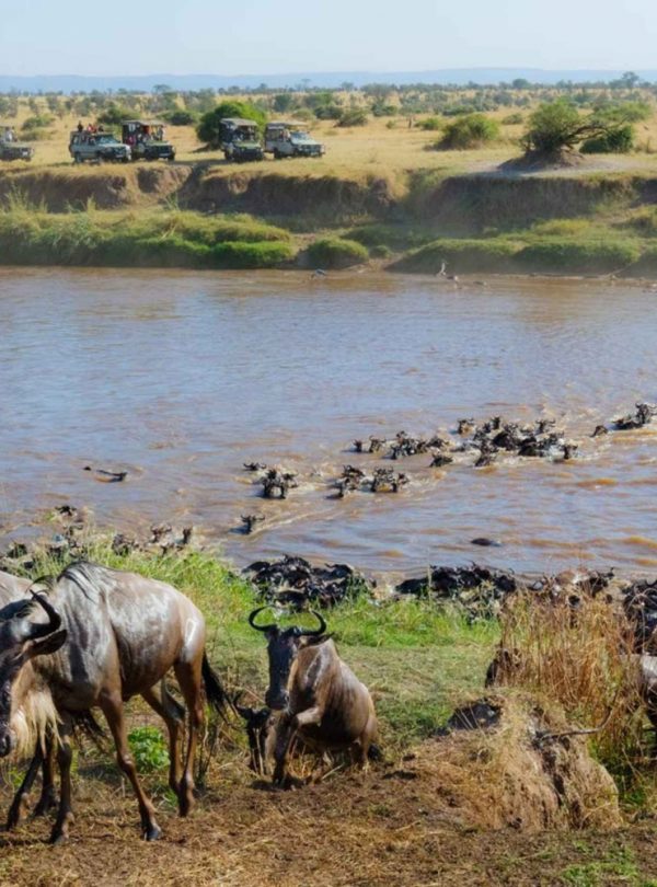 sierra-tours-and-safaris-kenya-safaris- image01