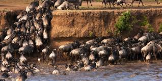 sierra-tours-and-safaris-maasai-mara-safaris- image01