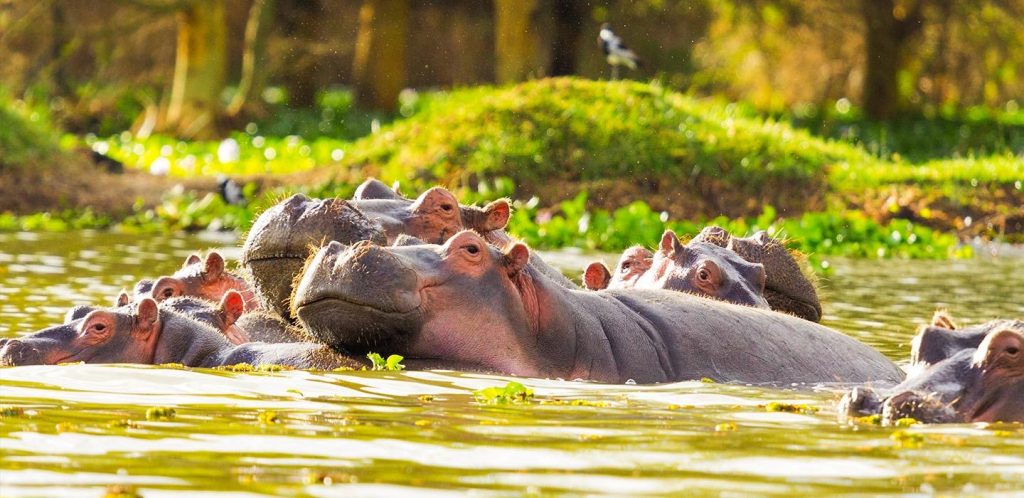 sierra-tours-and-safaris-naivasha-safaris- image01