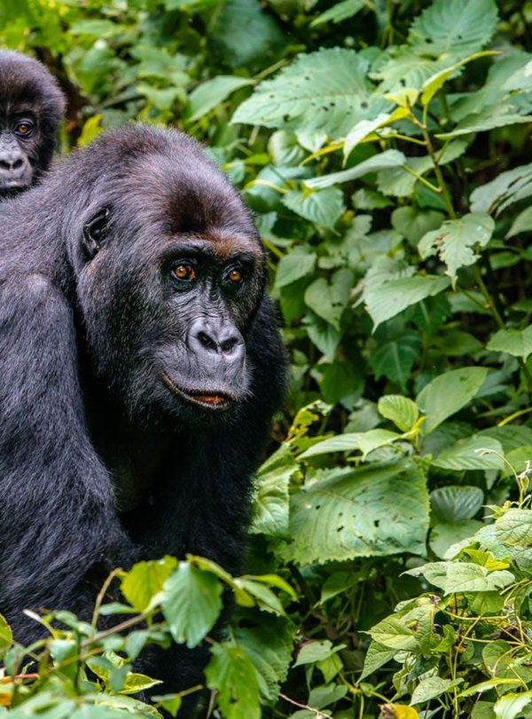 sierra-tours-and-safaris-rwanda-safaris- image01