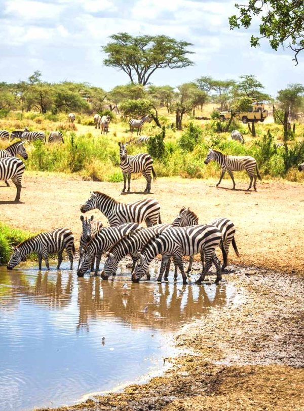 sierra-tours-and-safaris-tanzania-safaris- image01
