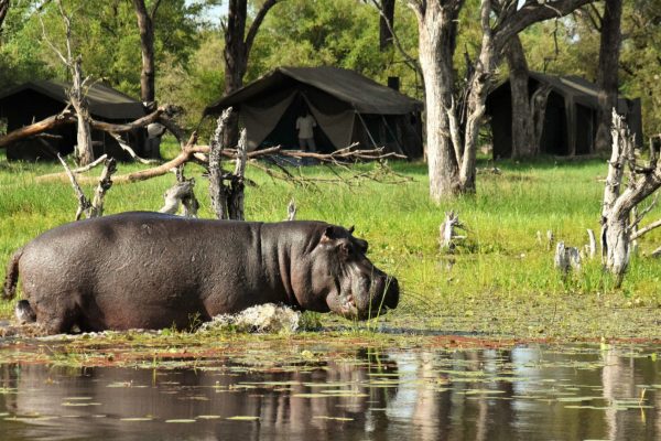 sierra-tours-and-safaris-botswana-safaris- image01